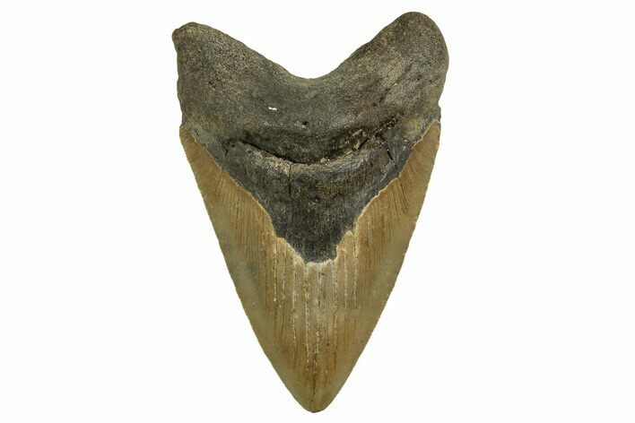 Fossil Megalodon Tooth - North Carolina #328236